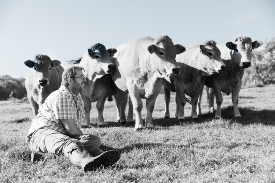 Breeding of Aubrac cows