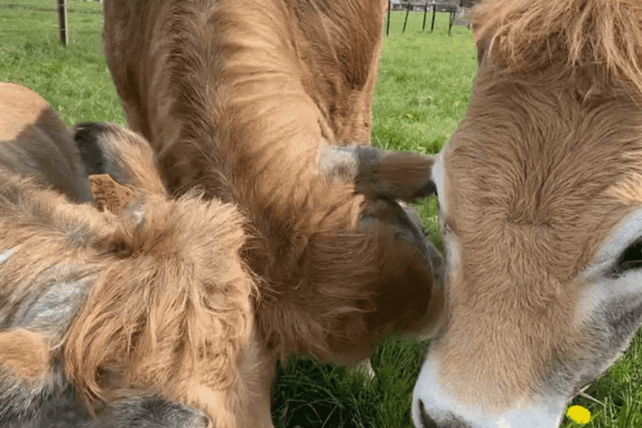 vaches-aubrac